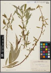 Foto von Salix acmophylla Boiss.